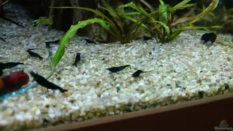 Neocaridina Blue Dream von Inuki (30)