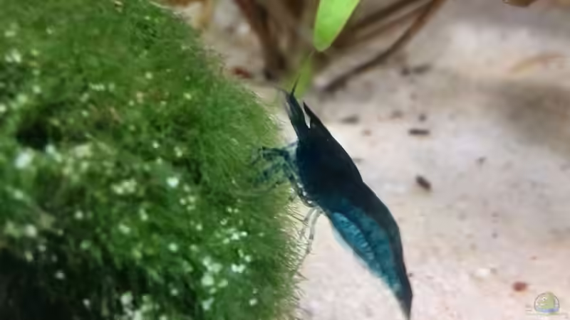 Neocaridina Blue Dream von Vancouver2010 (27)