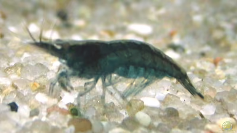 Neocaridina cf/sp blau von Monika Maier (17)