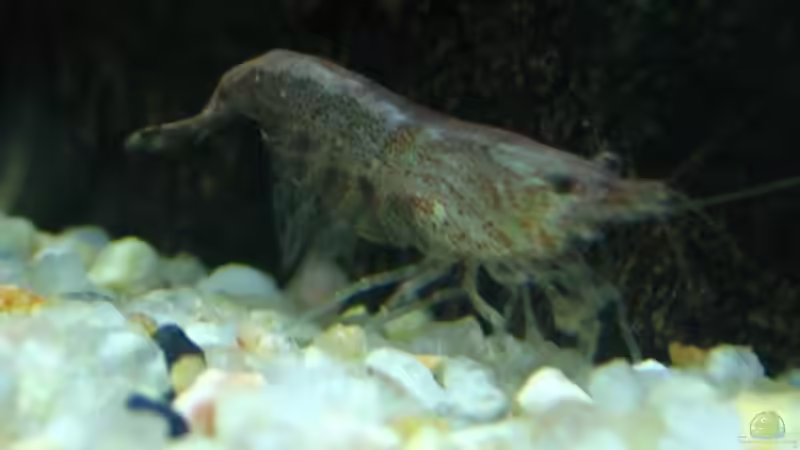 Neocaridina cf/sp rötlich von Monika Maier (16)