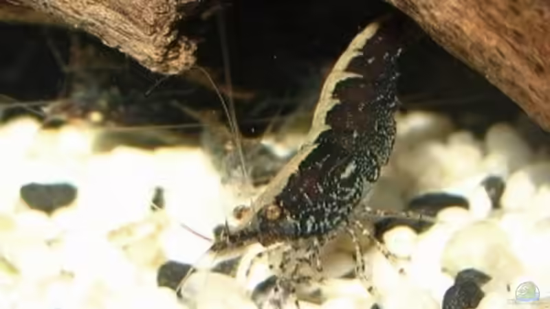 Neocaridina cf/sp schwarz - mein schönstes Exemplar - ca. 1 Jahr alt von Monika Maier (18)