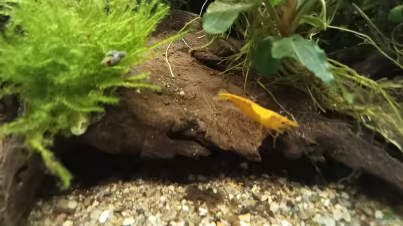 Neocaridina davidi im Aquarium (Einrichtungsbeispiele für Rückenstrichgarnelen)