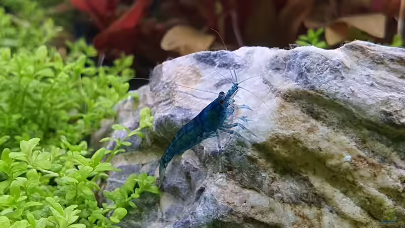 Neocaridina davidi (heteropoda) var. blue dream von Marco B. (34)