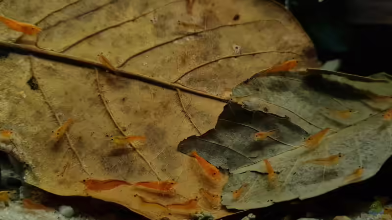 Neocaridina davidi ´orange Sakura´ von David Schneider Aquaristik (38)