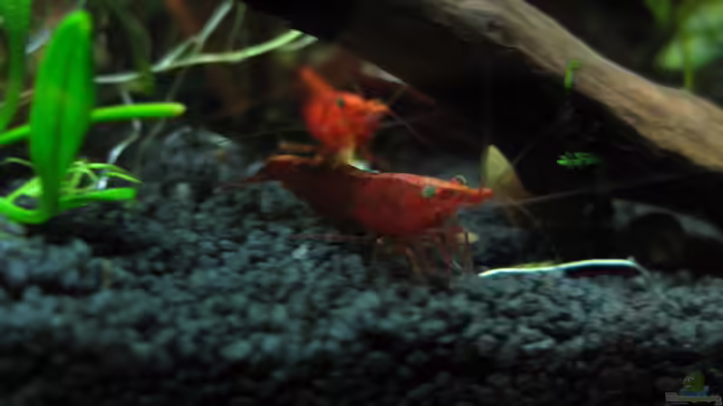 Neocaridina davidi ´Red Sakura´ von Nanu (28)