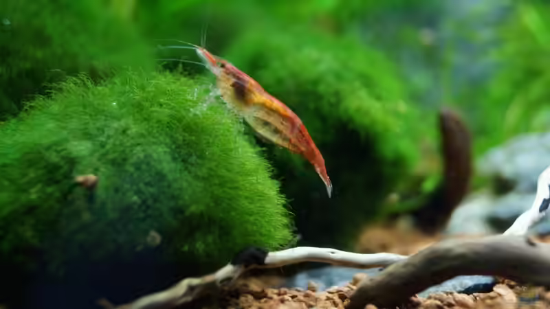 Neocaridina davidi von Guido Seifert (40)