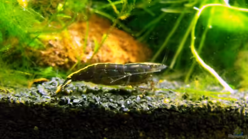 Neocaridina heteropoda. Schwarz wurden sie erst in diesem Becken von -serok- (17)