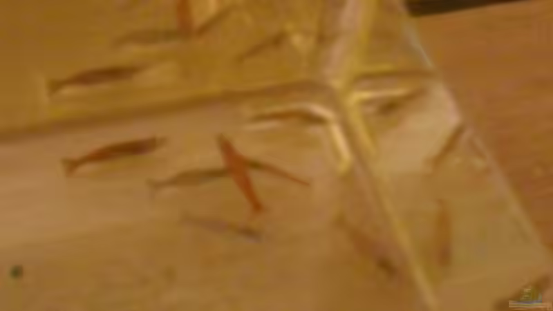 Aquarien mit Red Fire Garnelen (Neocaridina heteropoda)