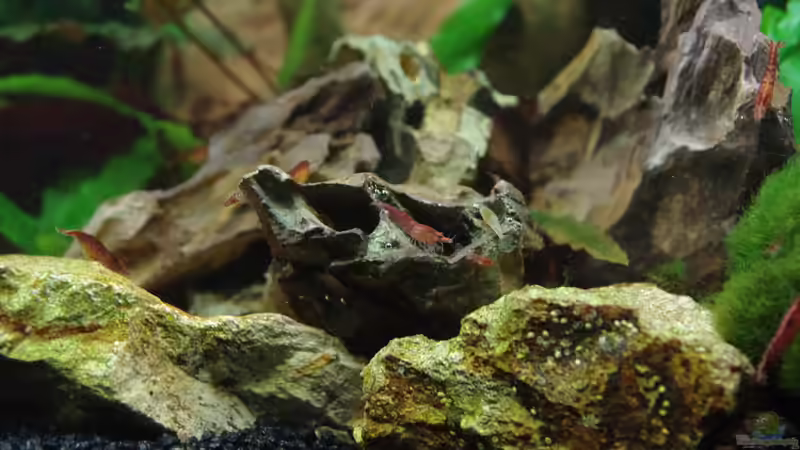 Neocaridina heteropoda var. red bei der ´Arbeit´ von Herr H. (9)
