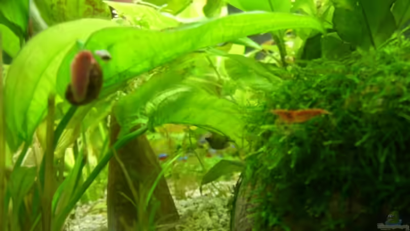 Neocaridina heteropoda var. Red Fire-Zwerggarnele + Planorbarius corneus ( Posthornschnecke ) von Alexander Eckel (31)
