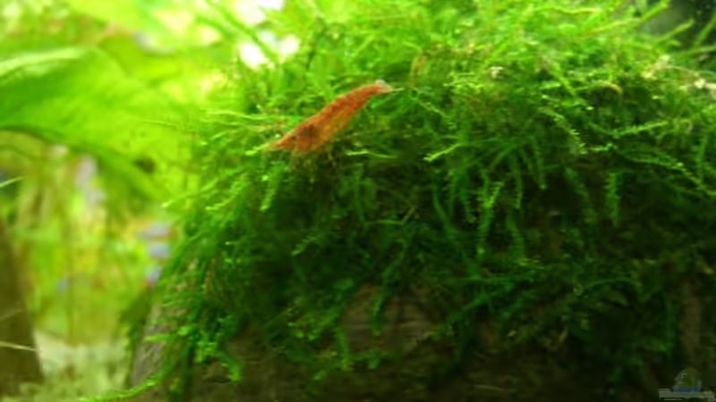 Neocaridina heteropoda var. Red Fire-Zwerggarnele von Alexander Eckel (30)