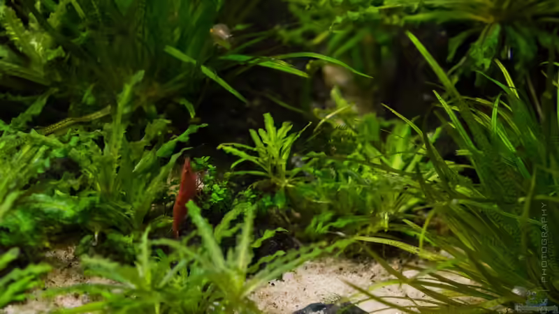 Neocaridina heteropoda var. red II von Betta Chris (154)