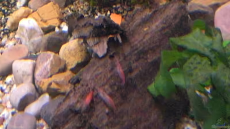 Neocaridina heteropoda var. Red III von Königscobra (33)