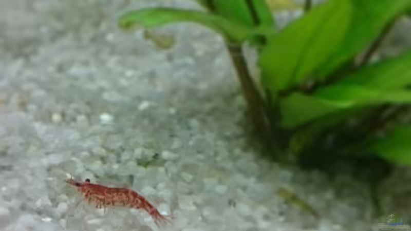 Neocaridina heteropoda var. Red (Red Fire Garnelen) von Rene Kromer (12)