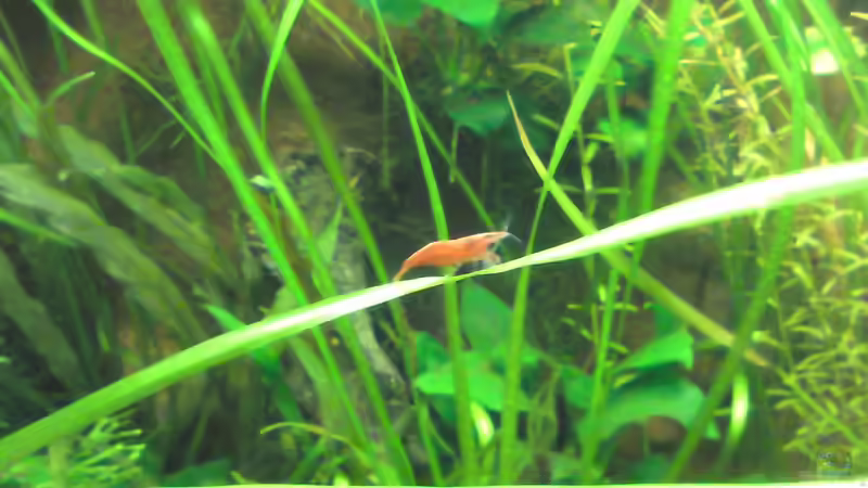 Neocaridina heteropoda var. red von bluestime (24)