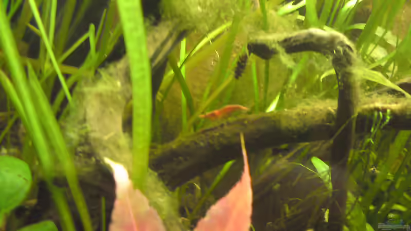 Neocaridina heteropoda var. red von bluestime (26)