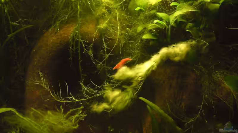 Neocaridina heteropoda var. red von bluestime (27)