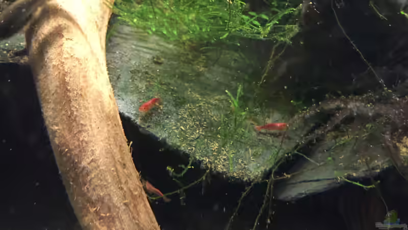 Neocaridina heteropoda var. Red von Danny (16)