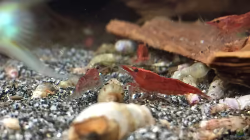 Neocaridina heteropoda var. Red von Danny (20)