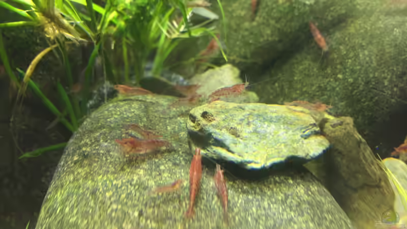 Neocaridina heteropoda var. Red von Danny (28)