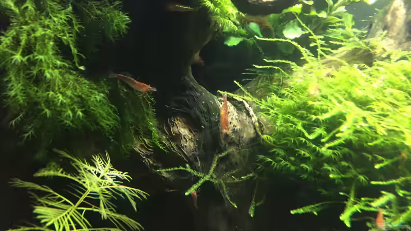 Neocaridina heteropoda var. Red von Danny (30)