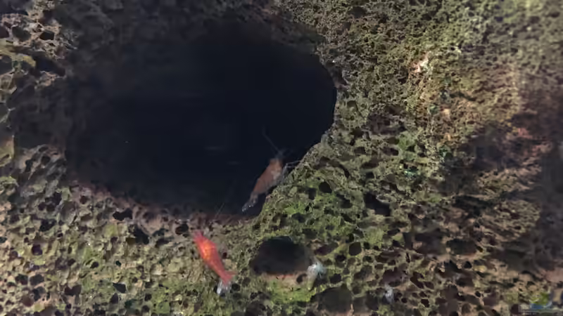 Neocaridina heteropoda var. Red von Danny (46)