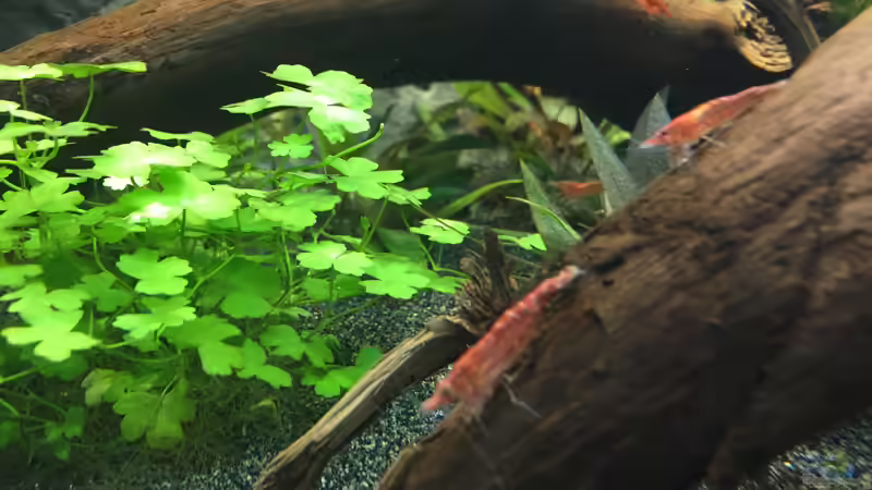 Neocaridina heteropoda var. Red von Danny (49)