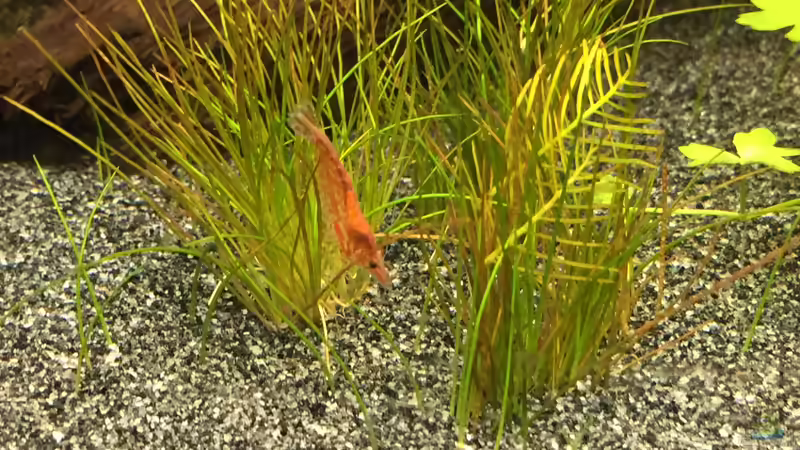 Neocaridina heteropoda var. Red von Danny (55)