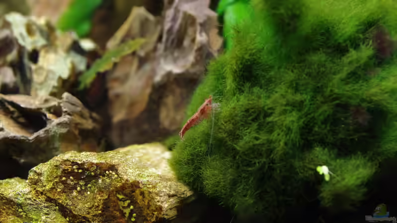 Neocaridina heteropoda var. red von Herr H. (10)