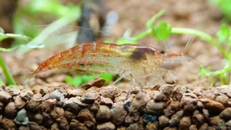 Neocaridina heteropoda von Guido Seifert (37)