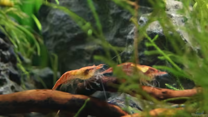 Neocaridina heteropoda von Guido Seifert (45)