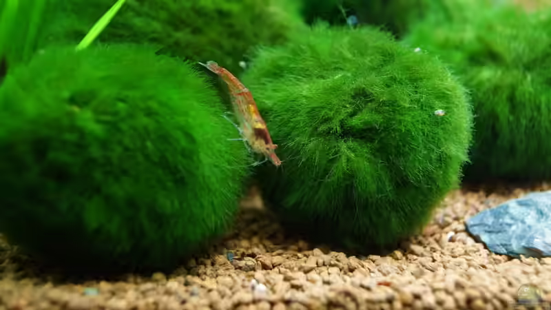 Neocaridina heteropoda von Guido Seifert (46)