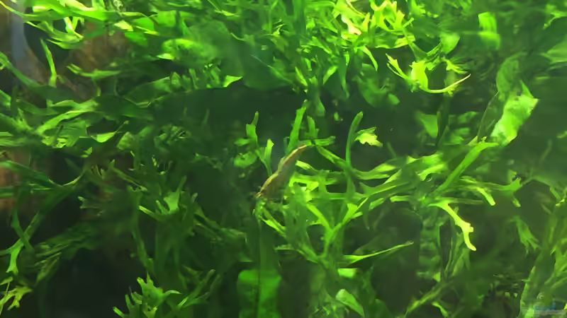 Neocaridina im Javafarn von Felix Krause (8)