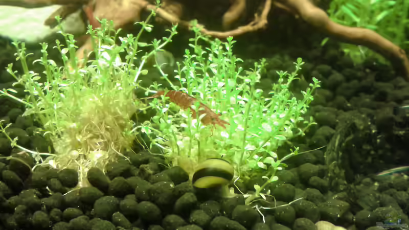 Neocaridina jung, 2cm + Clithon Diadema + Melanoides tuberculata von Kai M (22)
