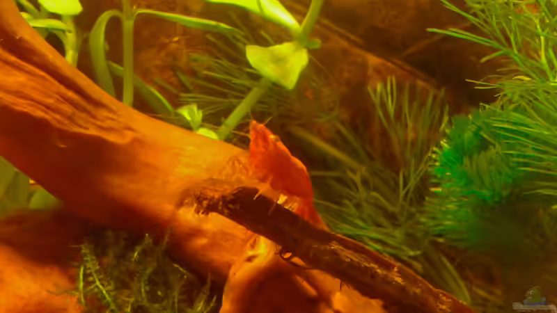 Neocaridina jung, 2cm von Kai M (19)