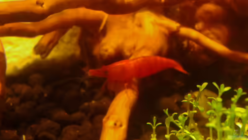 Neocaridina jung, 2cm von Kai M (20)