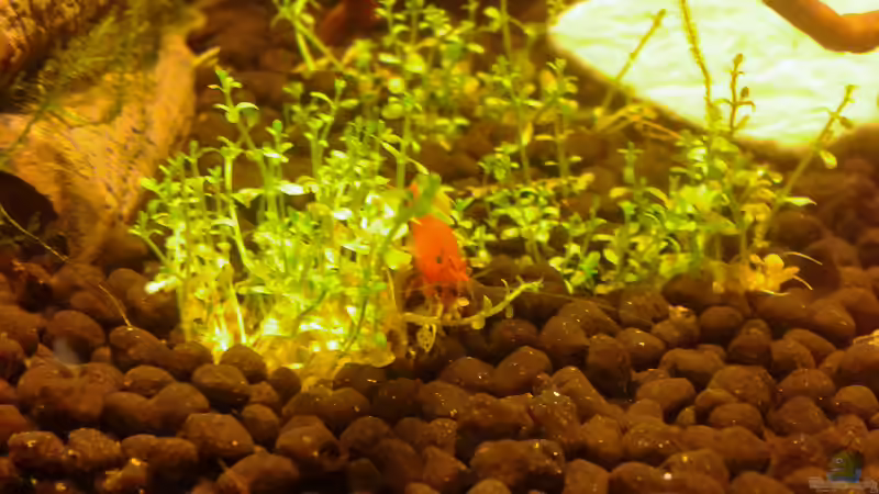 Neocaridina jung, 2cm von Kai M (21)