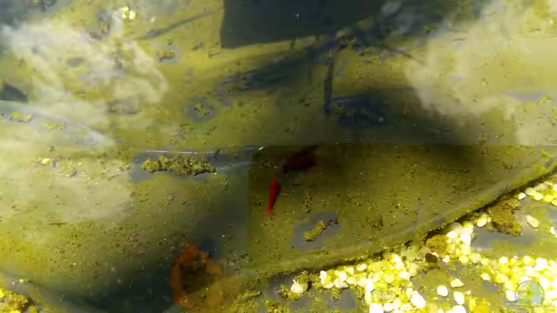 Neocaridina Red Fire Sakura von David Schneider Aquaristik (16)