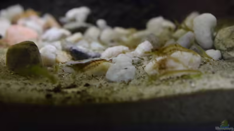 Neocaridina sp. von Junglist (14)