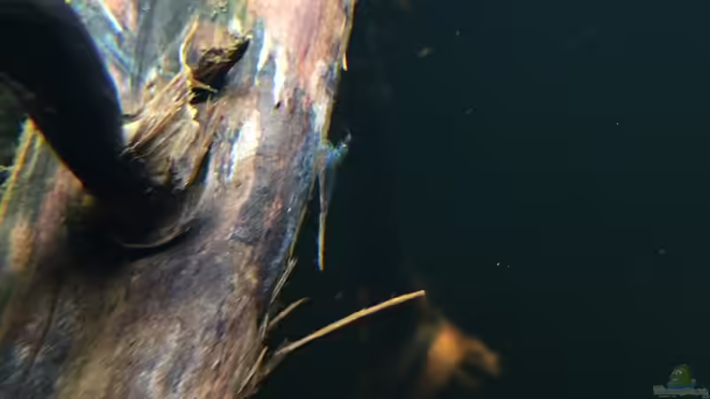 Neocaridina von Andy Garnier (16)
