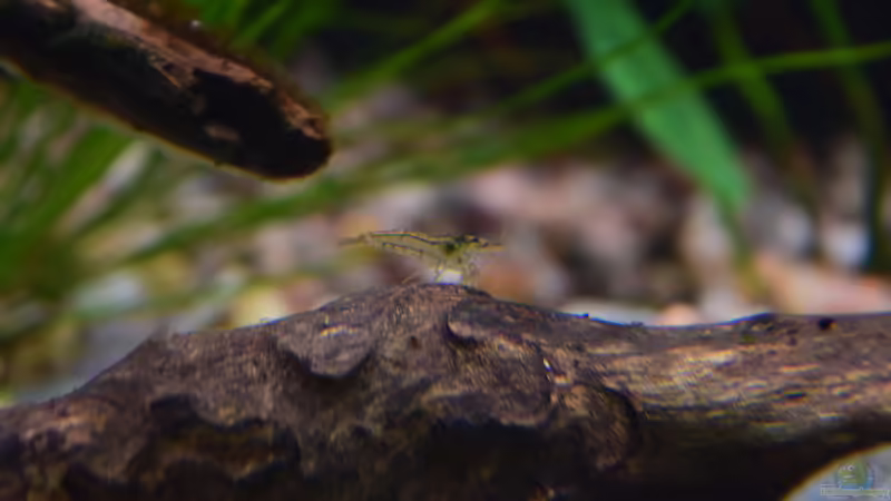 Neocaridina von Junglist (39)