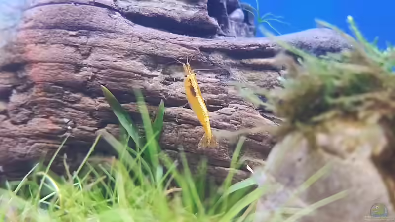 Neocaridina Yellow Fire Neon von bergfrau (26)