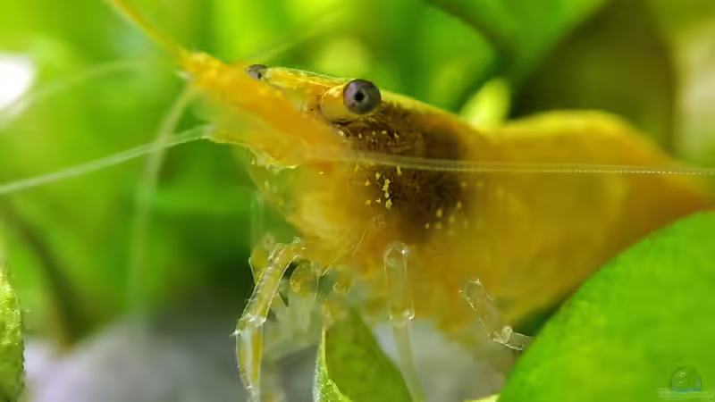 Einrichtungsbeispiele für Aquarien mit Yellow Fire Garnelen (Neocaridina davidi)