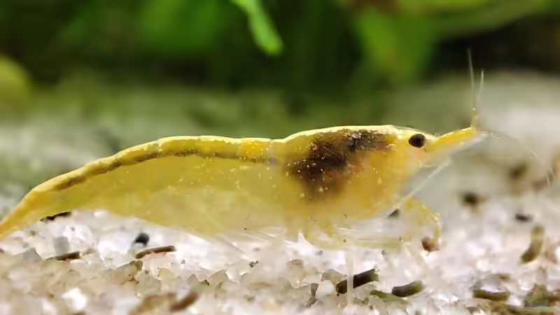 Einrichtungsbeispiele für Aquarien mit Yellow Fire Garnelen (Neocaridina davidi)