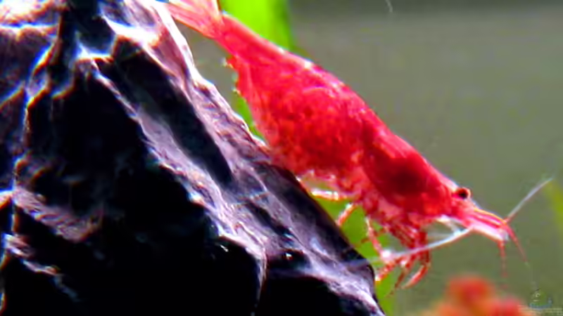 Neocaridinia heteropoda von Mel&Marc (39)