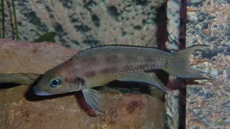 Neol. Furcifer von Jannik Sommer (12)