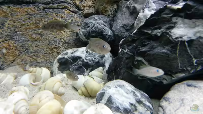 Neolamprolgus multifasciatus von spriggina (52)