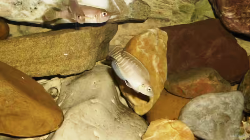 Neolamprologus brevis, oben links, das neue Paar von Angelheart (19)