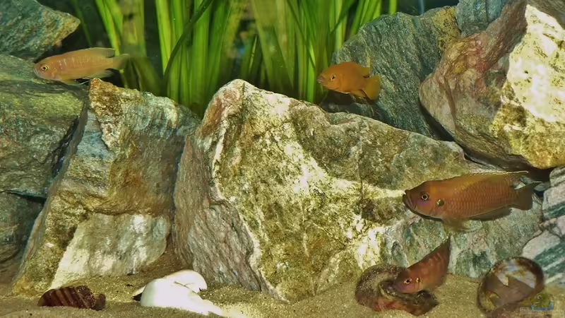 Neolamprologus brevis 2m/2w von René L. (12)