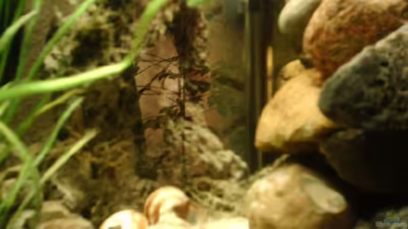 Neolamprologus brevis am Schneckenhaus von Jörg Rühlemann (3)